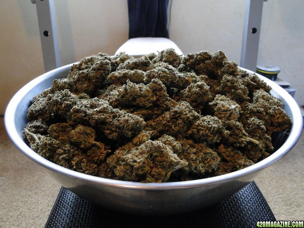 Bowl_of_Casey_Jones