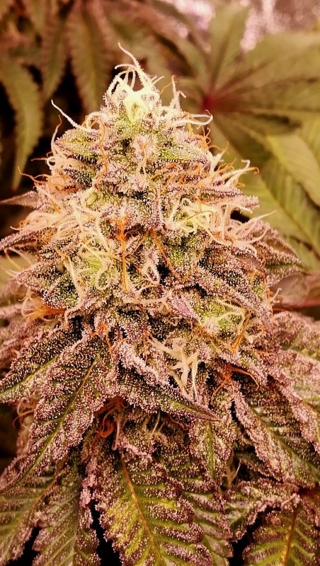 Box KLK bud shot - pink and purple.jpg