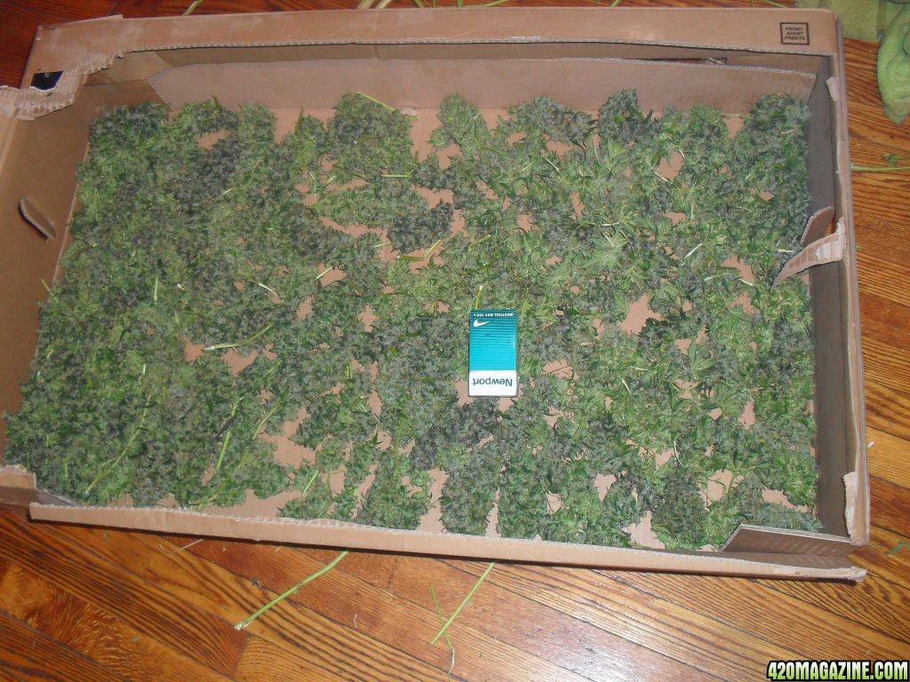 box o'weed