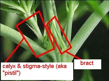 bractcalyx.jpg