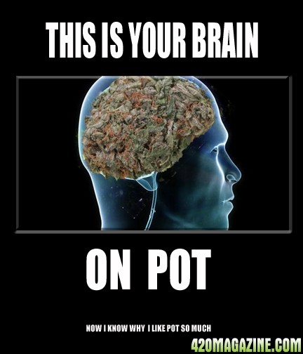 Brain_on_POT