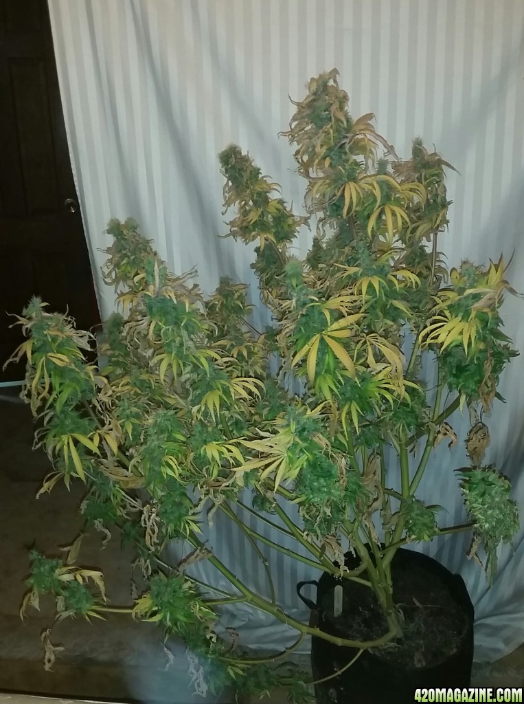 Breeder seed Giselle - Harvest Day