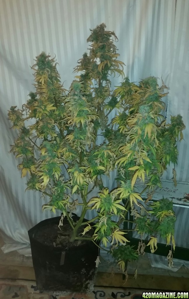 Breeder seed Giselle - Harvest Day