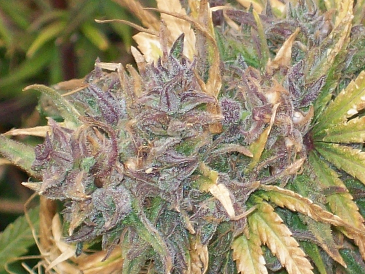 BREEDING PURPLE SATELLITE 023.JPG