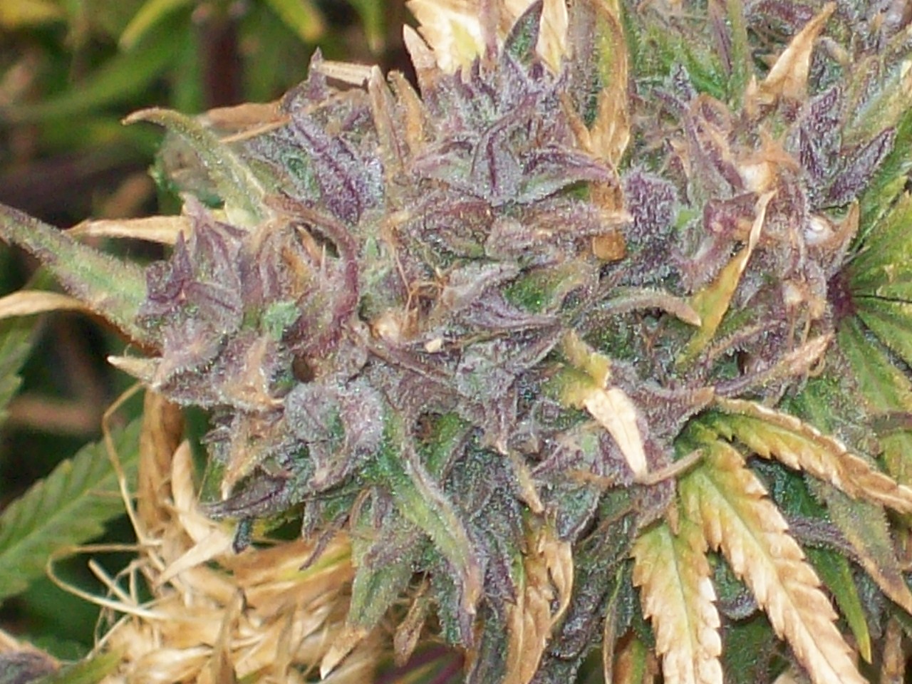 BREEDING PURPLE SATELLITE 031.JPG