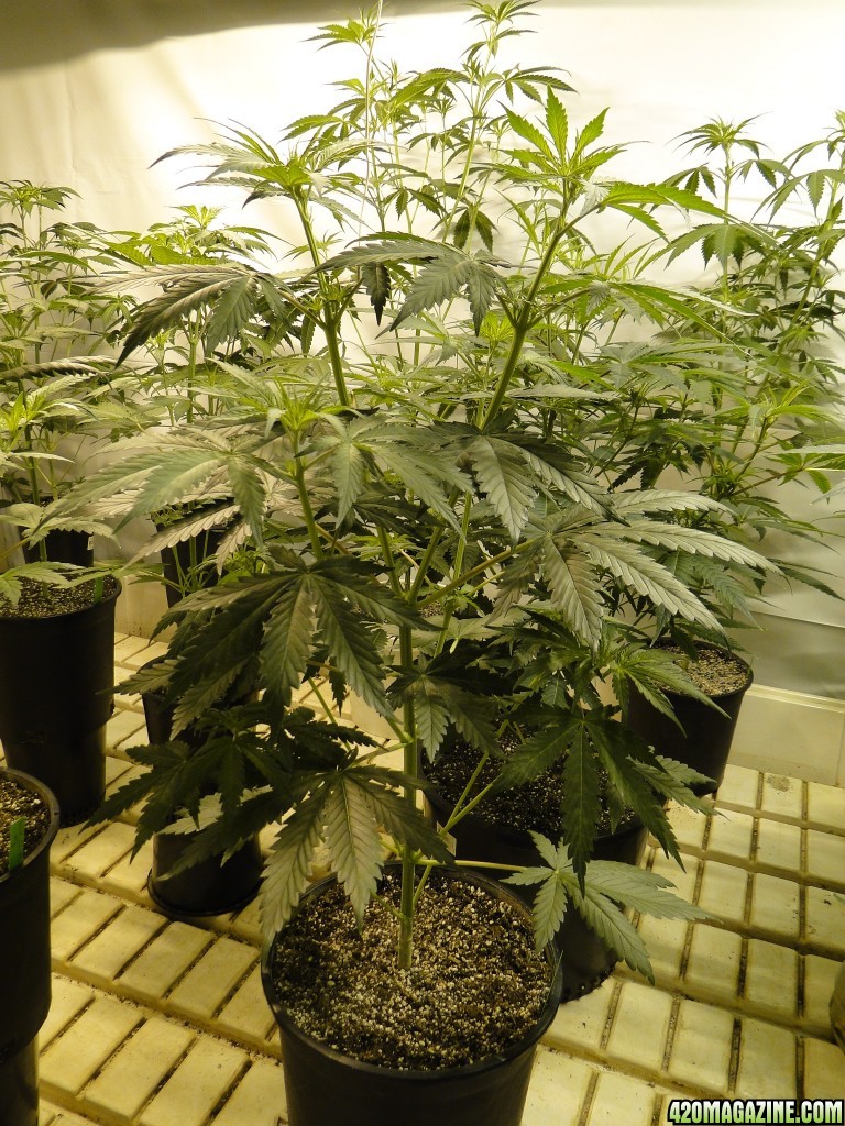 Breeding Room-Day 4 of Flowering-4/2/17