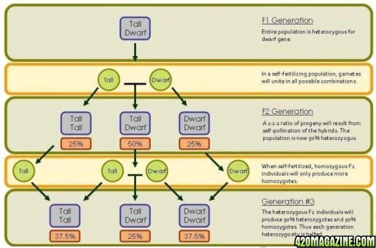 Breeding Technique