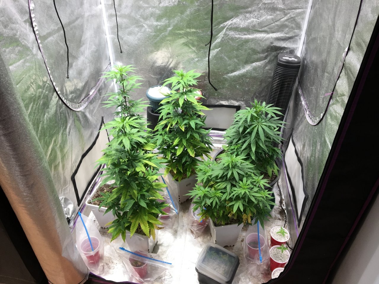 BrixNewb’s veg tent