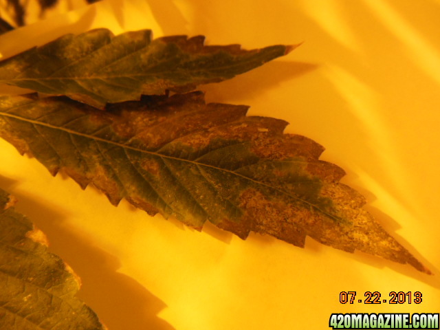 Brown bottom fan leaf.
