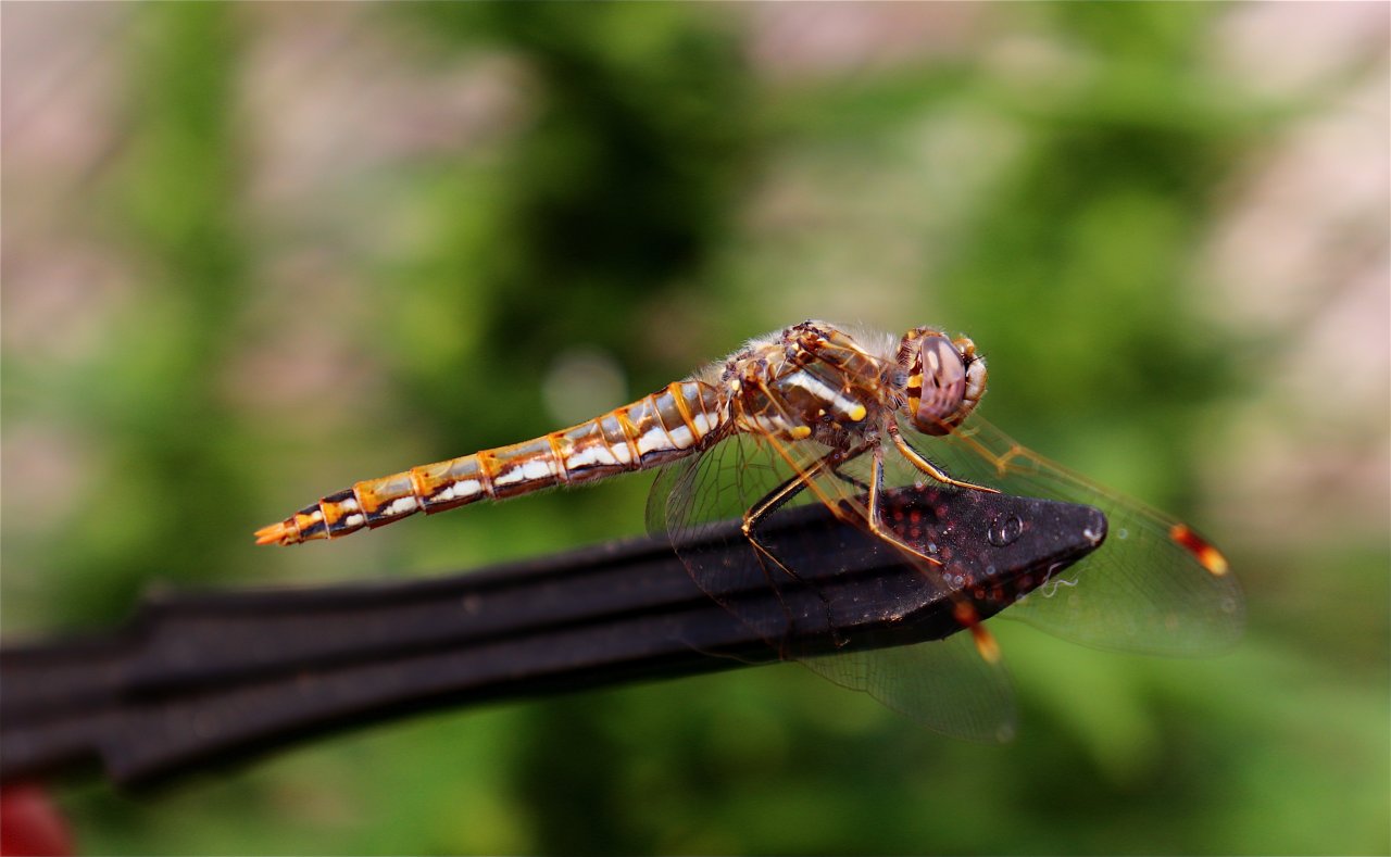 Brown Dragonfly