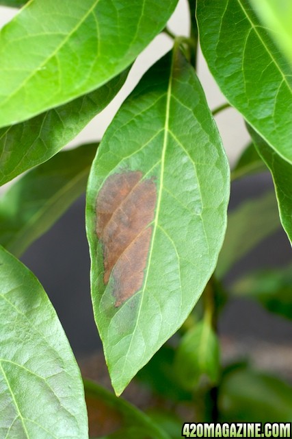 brown Leaf