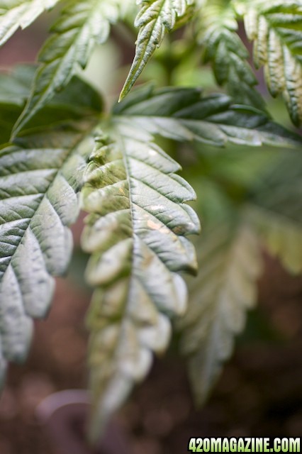 Brown Leaves