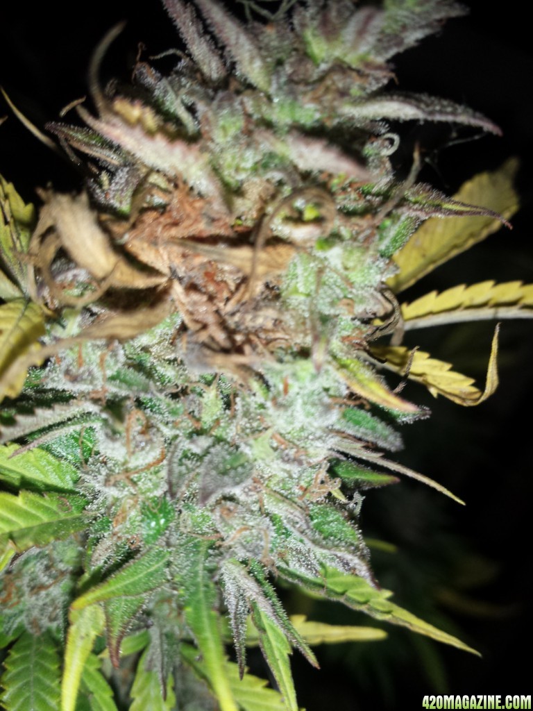 Brown patches - bud rot or not?