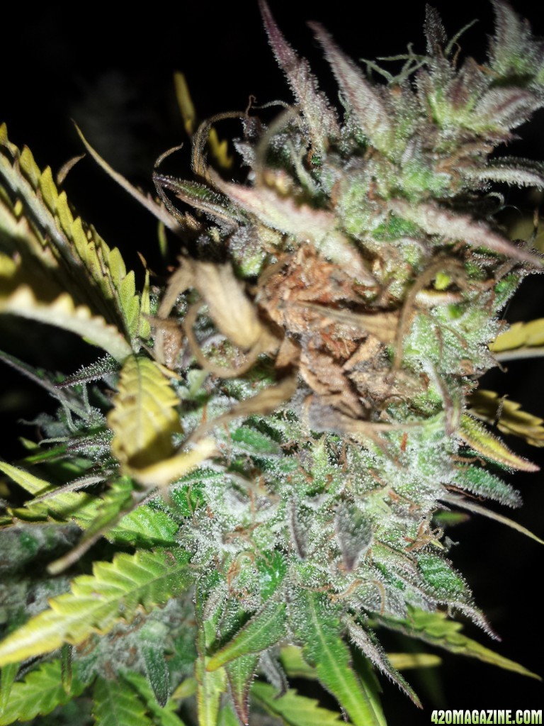 Brown patches - bud rot or not?