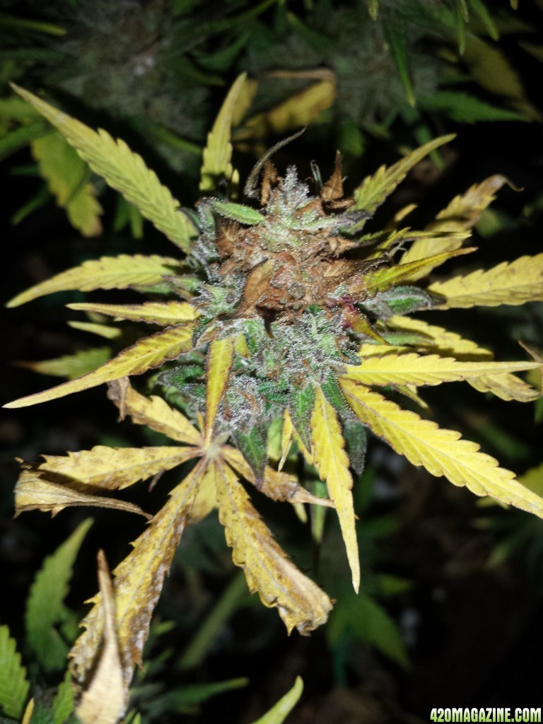 Brown patches - bud rot or not?