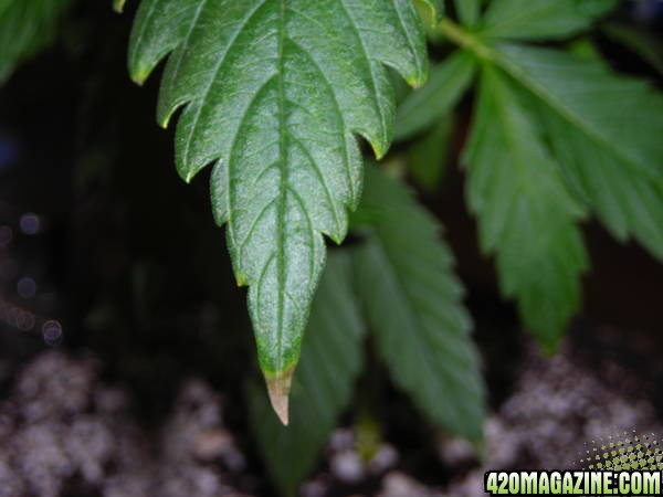 brown tips on older fan leaves