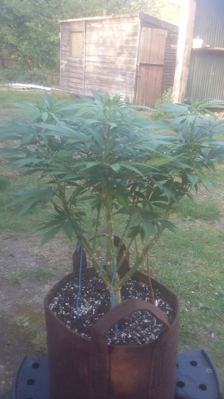 Bruce Banger Day 1 flower