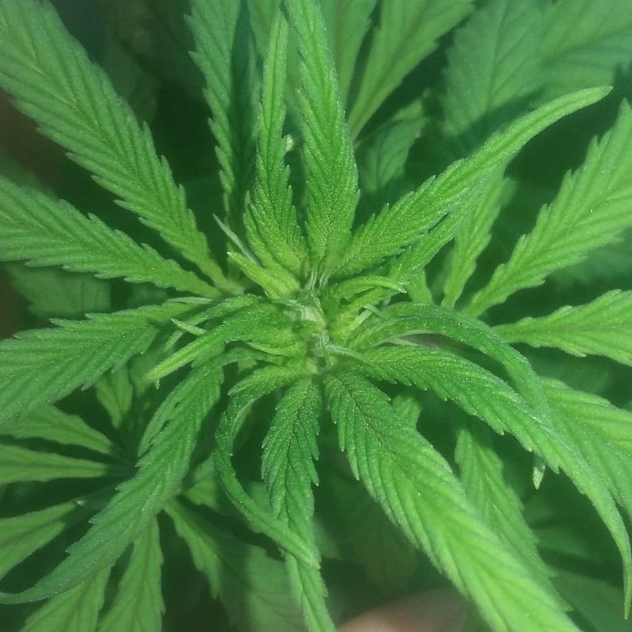 Bruce Banger pistils day 1 Flower