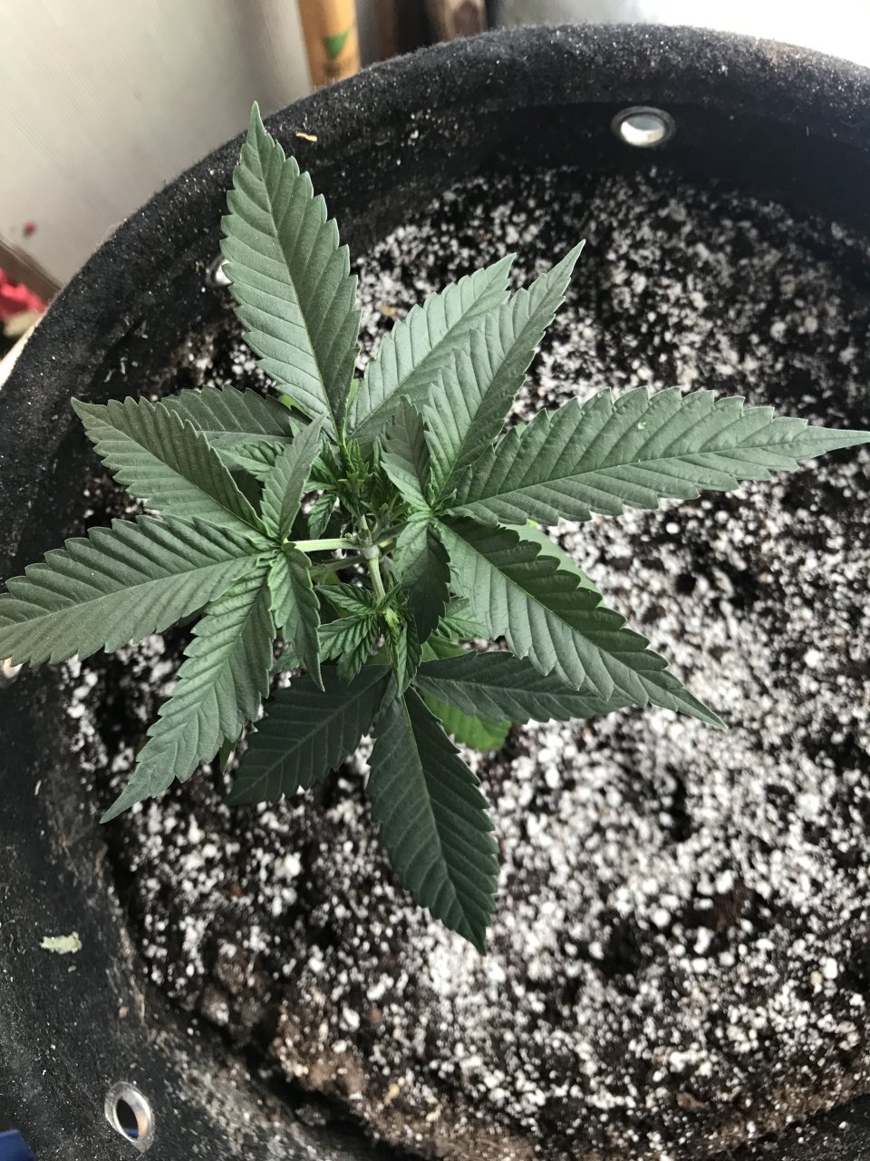 Bruce Banner 3-Day 44-c.jpeg