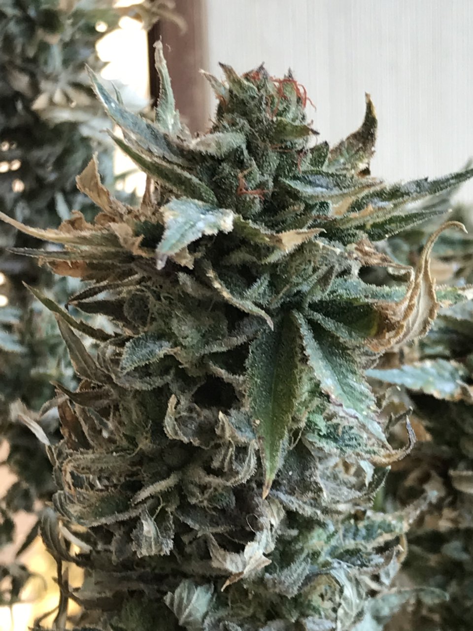 Bruce Banner #3-Day 62F-b.jpeg