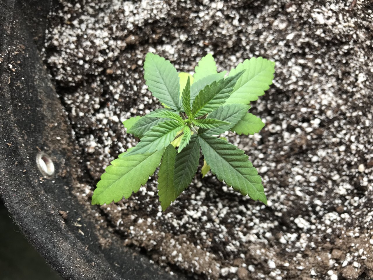 Bruce Banner 3-f-Day 36.jpeg