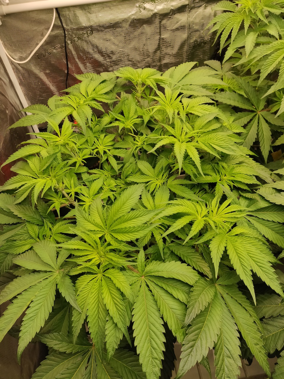 Bruce Banner 3 - Flower - Day 7 - 7.jpg