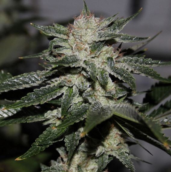 Bruce-Banner-original_Dark-Horse-Genetics-cannabisseeds.JPG