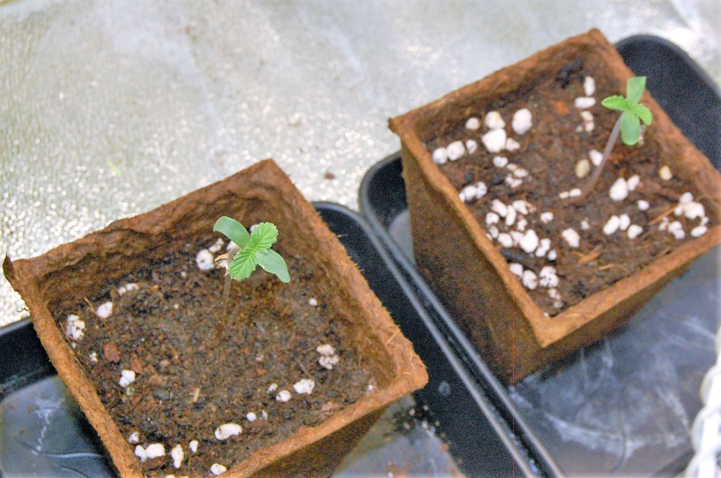 bruce-banner-seedlings.jpg