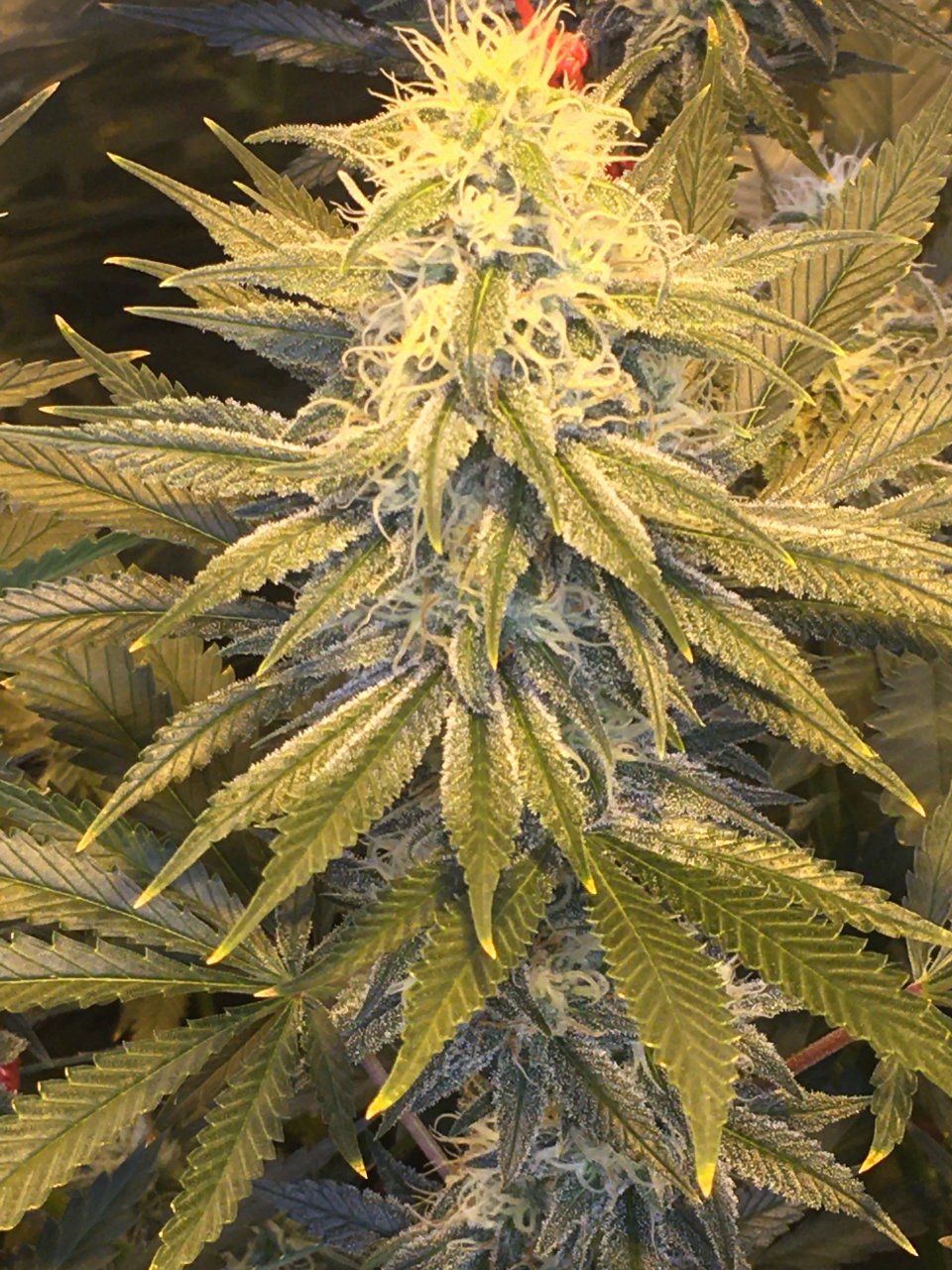 Bruce Banner Week 5 Flower