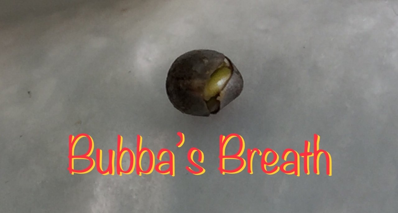 Bubba’s Breath, bean sprout