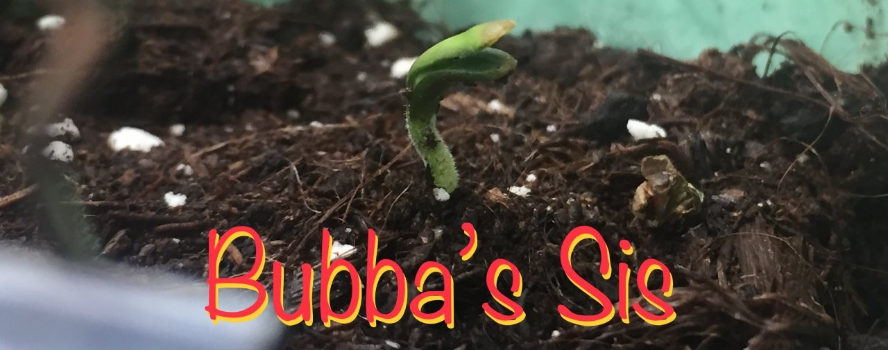 Bubba’s Sis, day 1