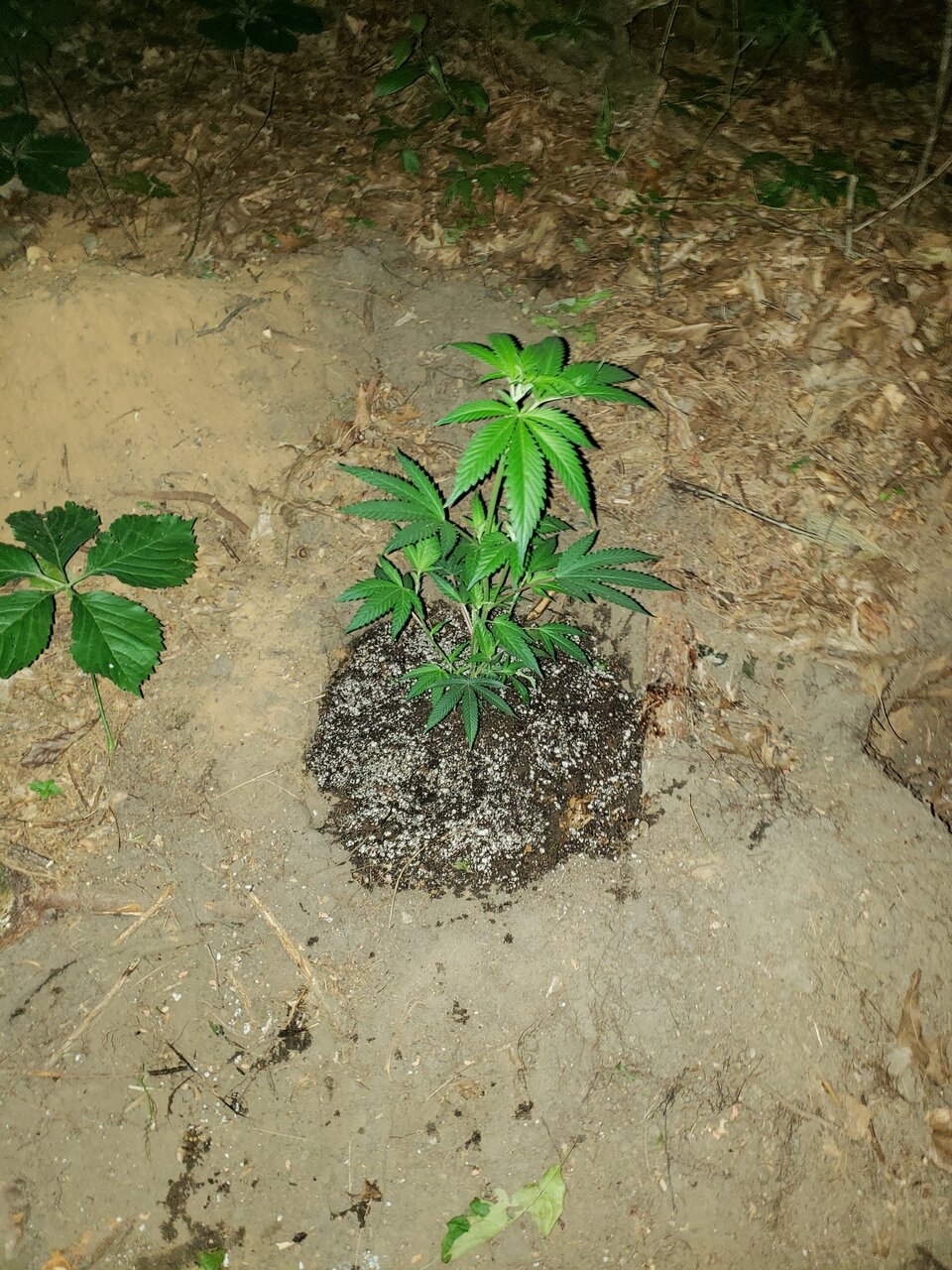 Bubba Island Kush clone