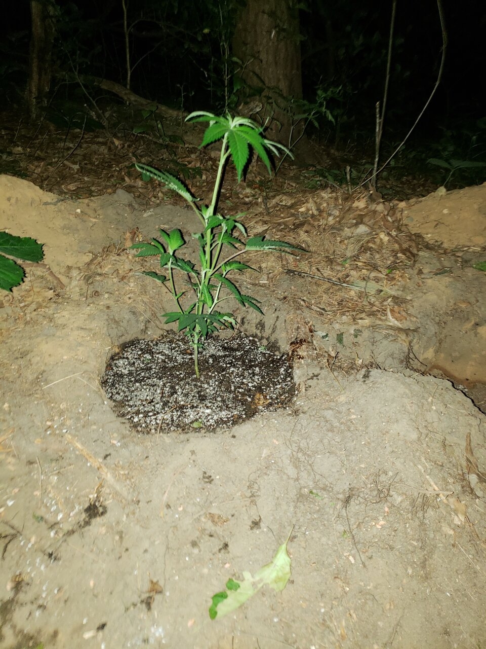 Bubba Island Kush clone