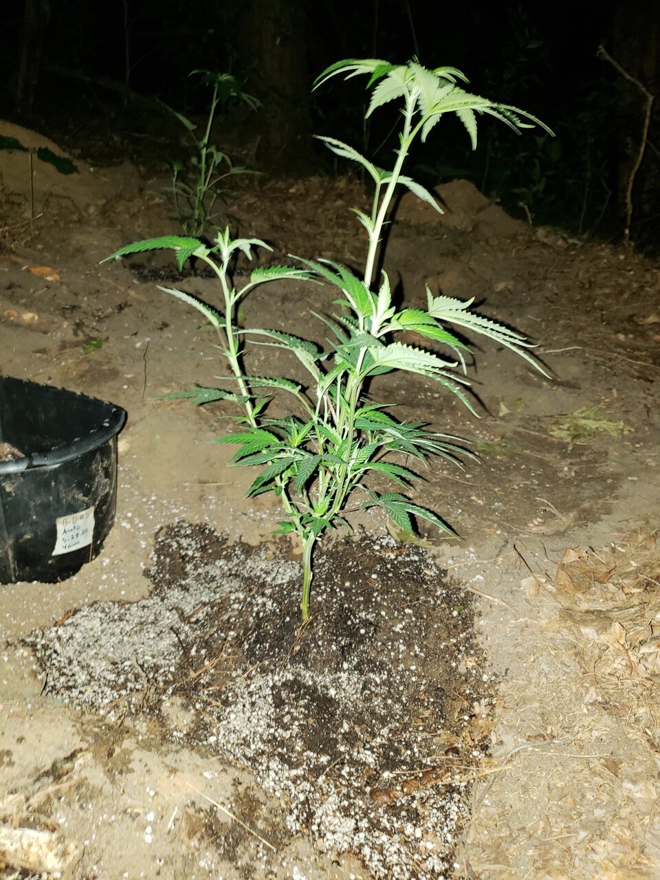 Bubba Island Kush clone