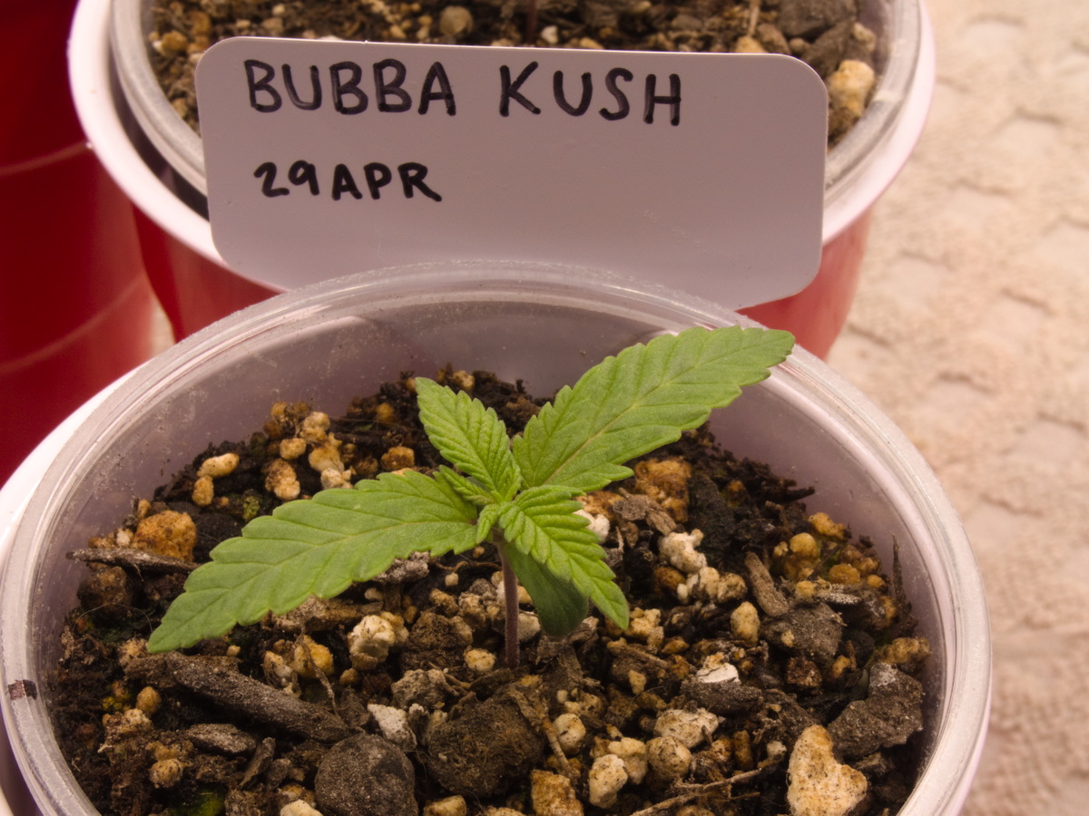 Bubba Kush Day 13