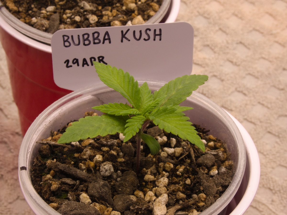 Bubba Kush Day 17