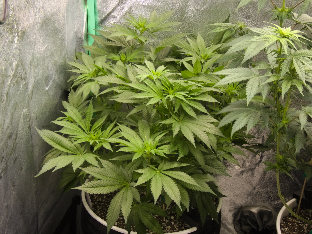 Bubba Kush Day 71 - Flower 10