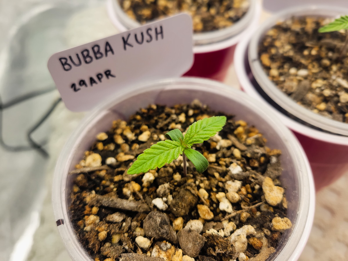 Bubba Kush Day 8