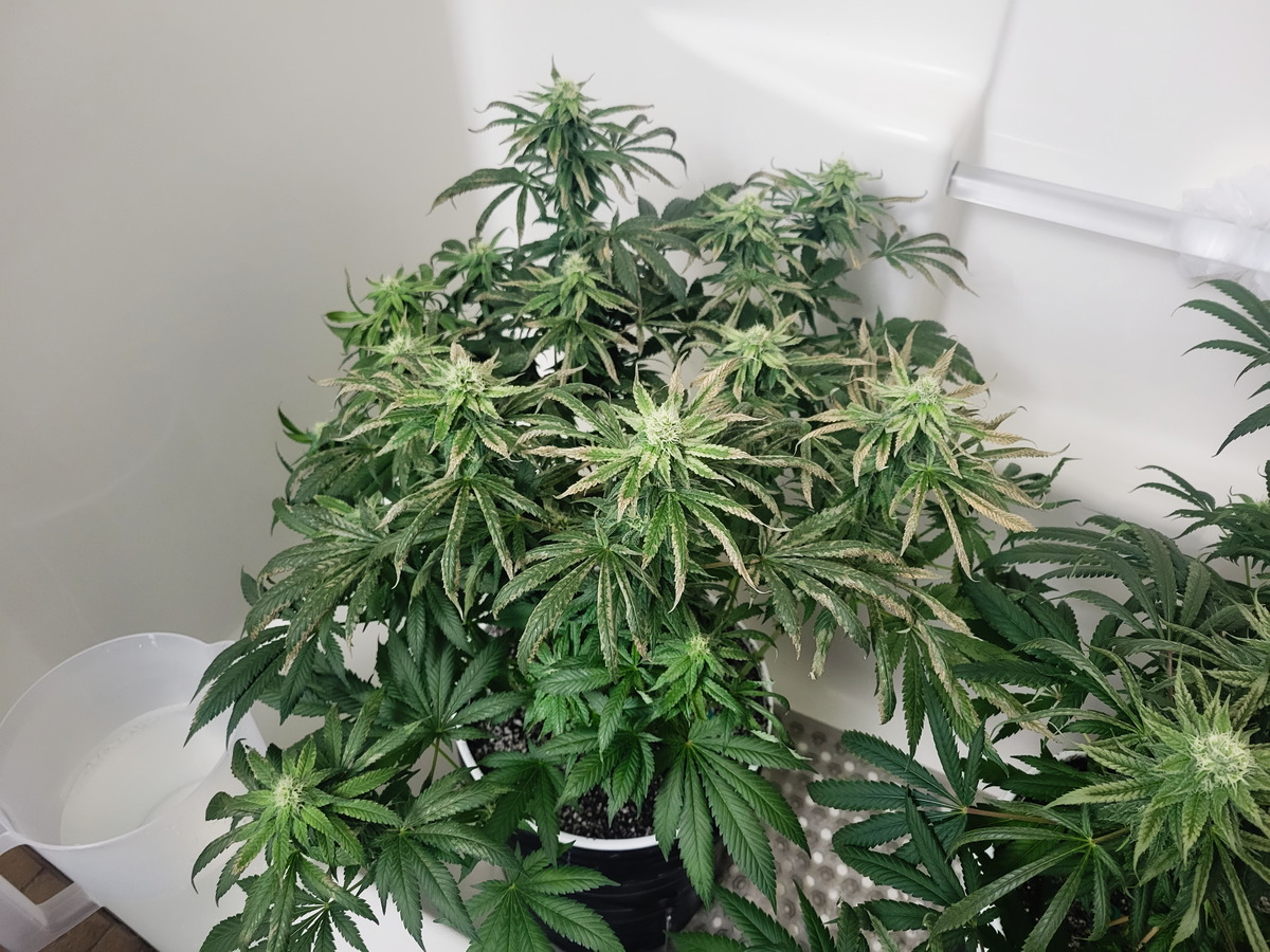 Bubba Kush Day 92 (Flower 31)