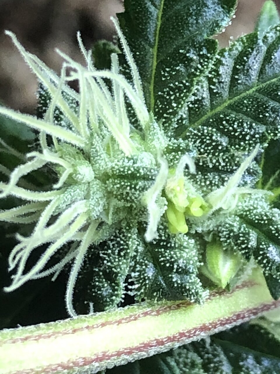 Bubba Kush Hermie & Mosaic Virus