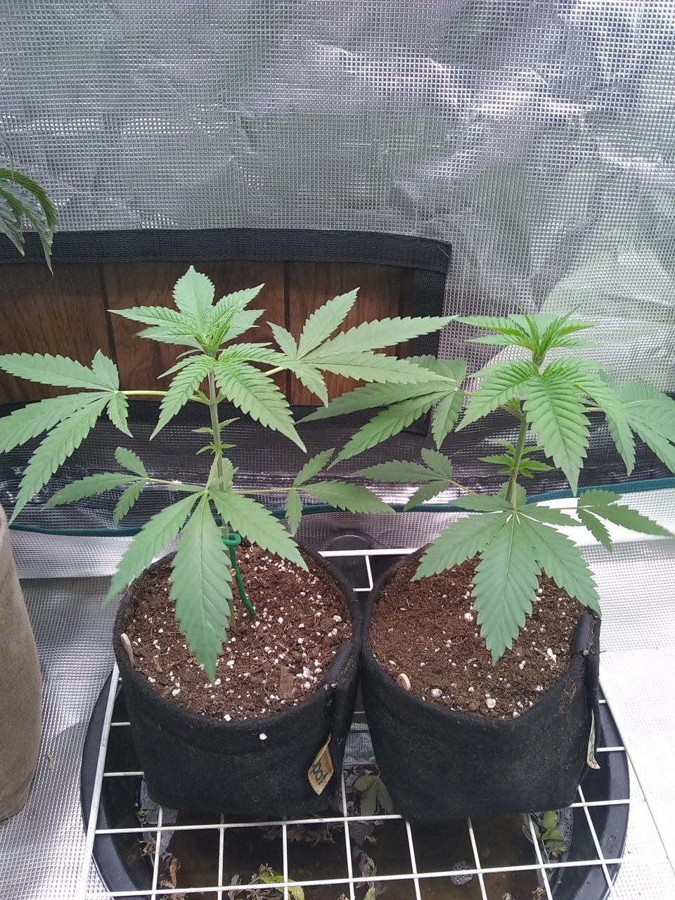 Bubba Kush (l) Chemdawg (r)