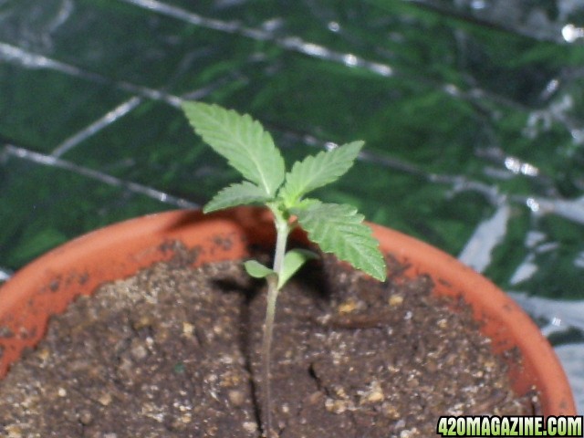 bubba kush seedling