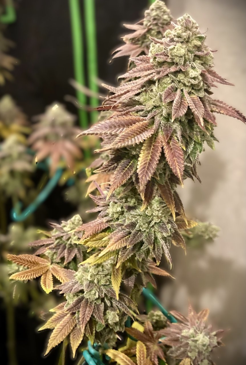 Bubba Whip Day 75 Flower (Harvest)