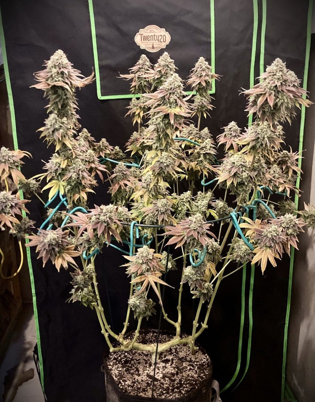 Bubba Whip Day 75 Flower (Harvest)