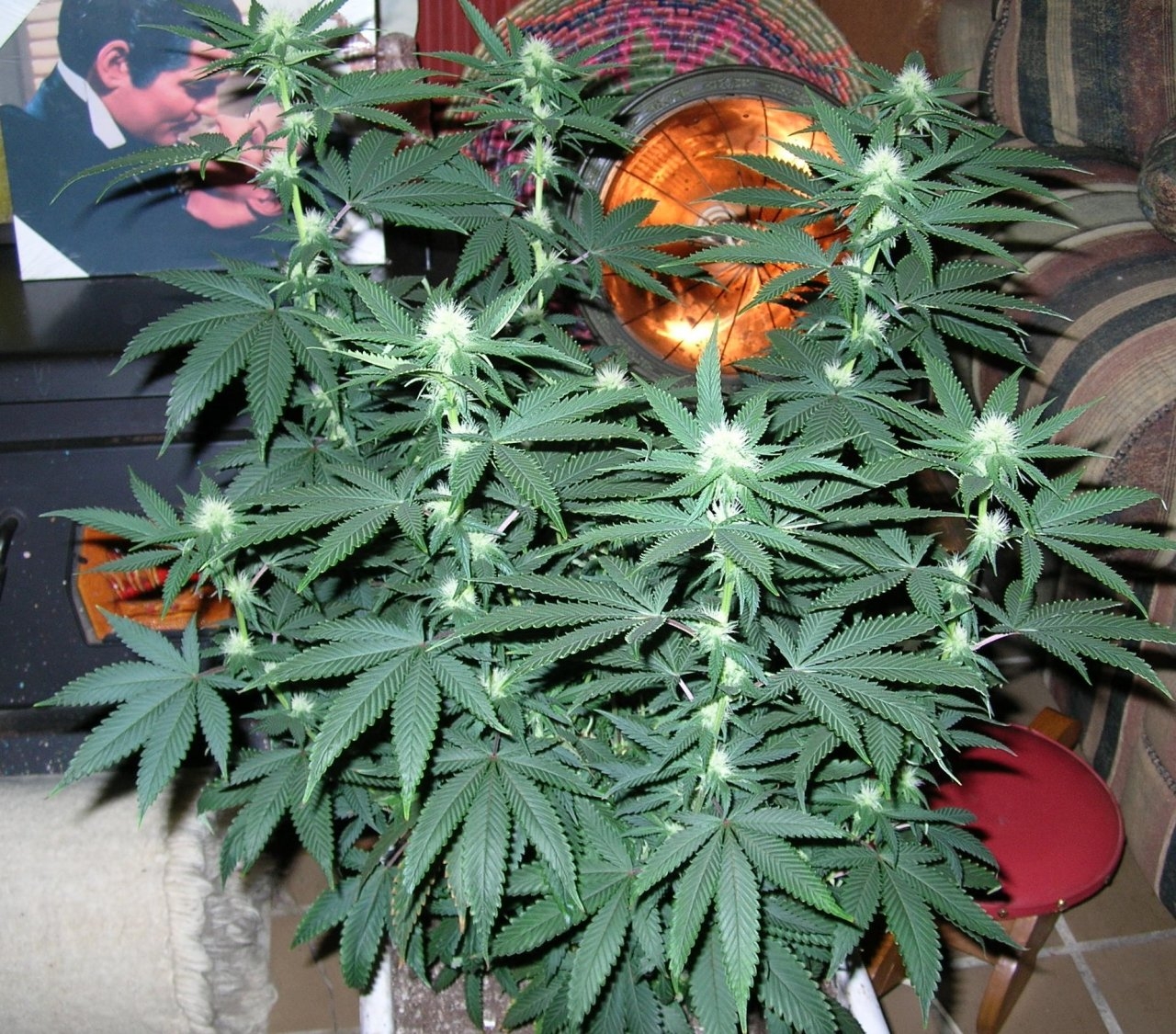 BubbaHash - 19 days