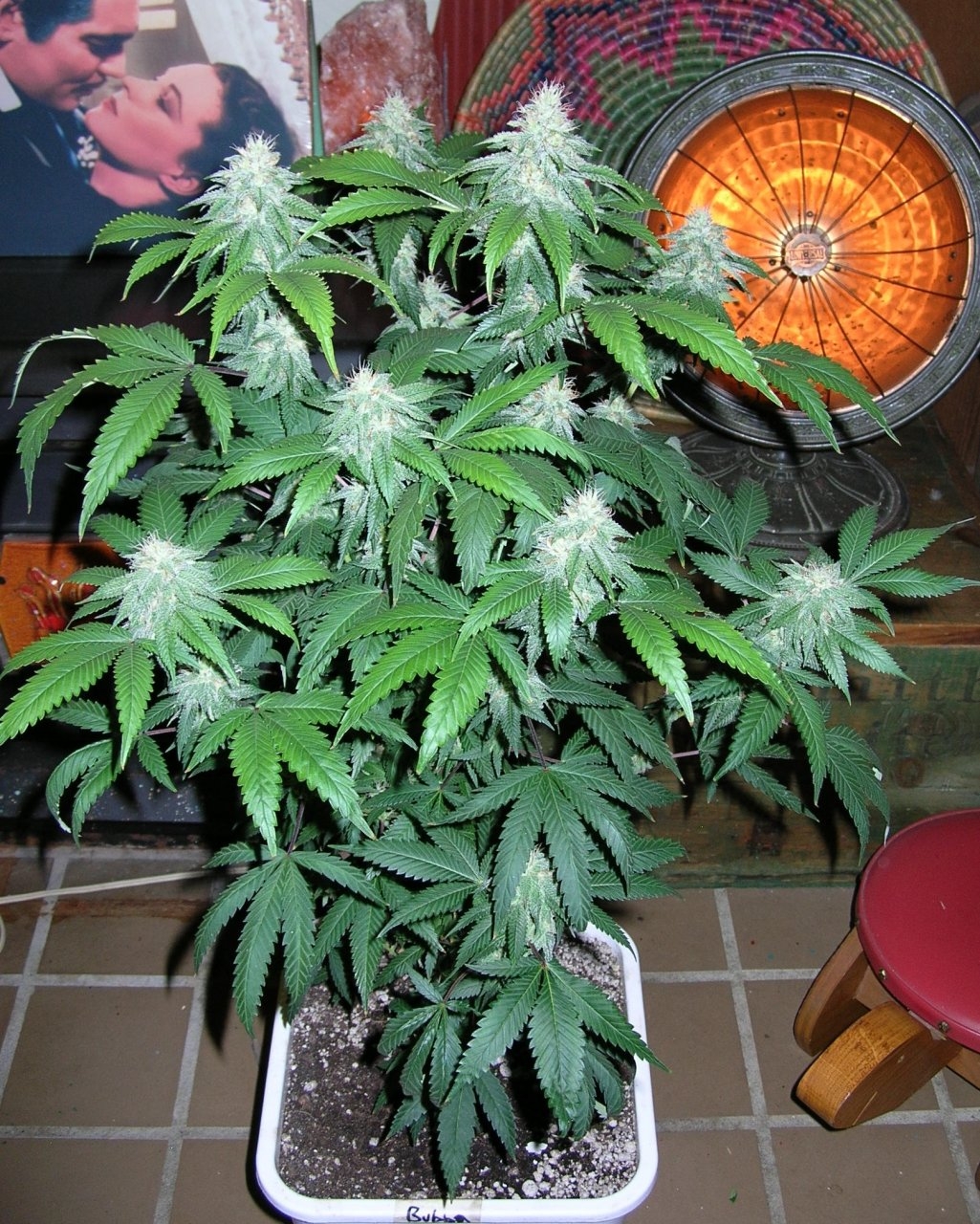 BubbaHash - 49 days