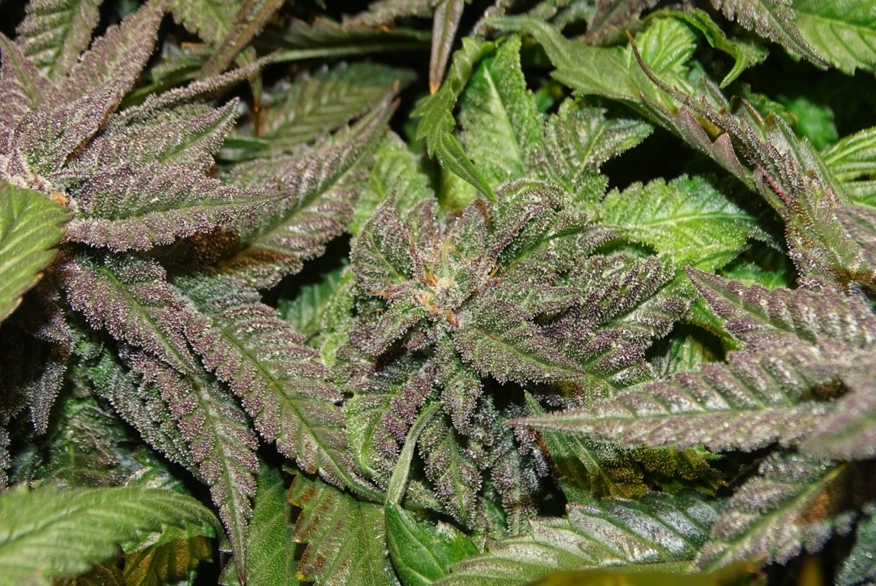 Bubba's Breath