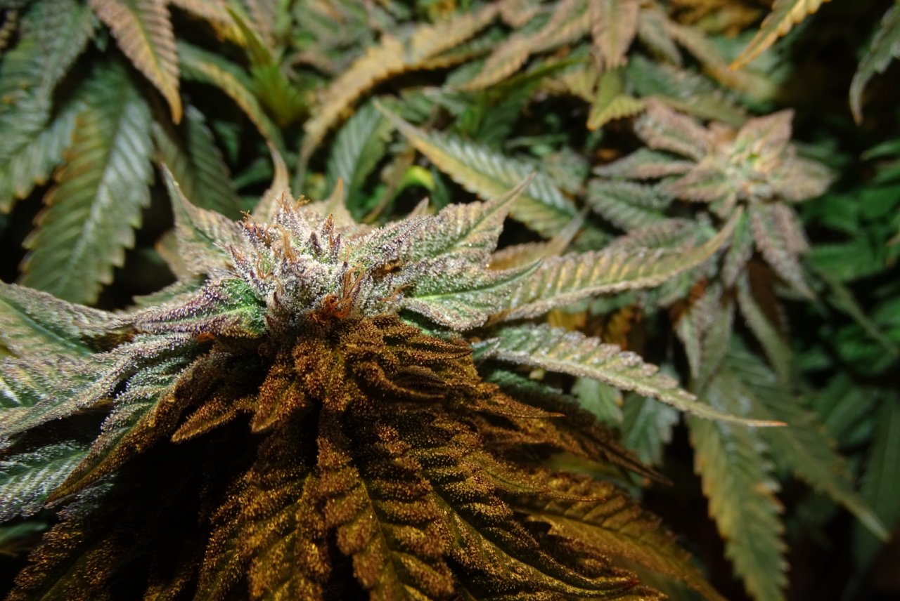 Bubba's Breath