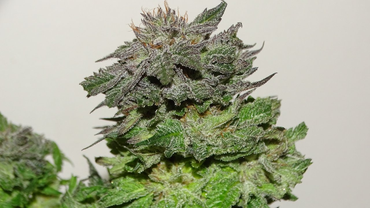 Bubba's Breath