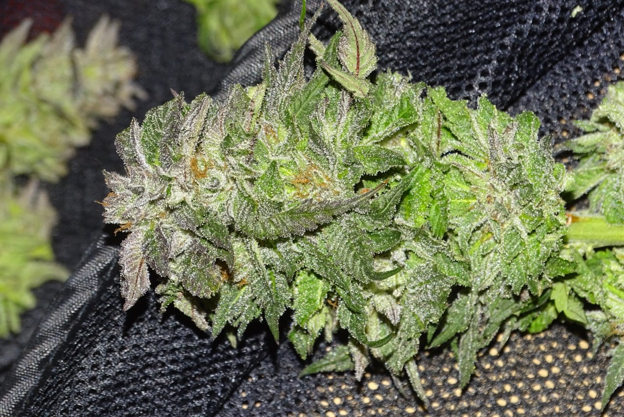 Bubba's Breath